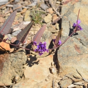 Hardenbergia violacea at Wamboin, NSW - 30 Sep 2018