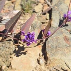 Hardenbergia violacea at Wamboin, NSW - 30 Sep 2018