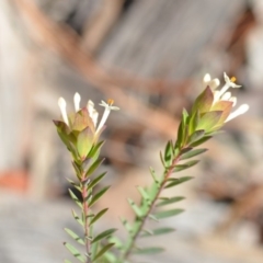 Pimelea linifolia subsp. linifolia (Queen of the Bush, Slender Rice-flower) at Wamboin, NSW - 30 Sep 2018 by natureguy