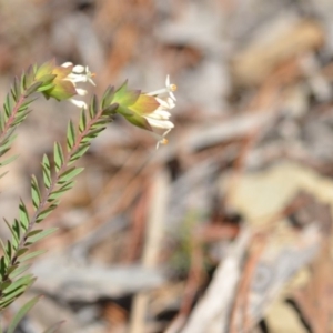 Pimelea linifolia subsp. linifolia at Wamboin, NSW - 30 Sep 2018