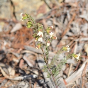 Pimelea linifolia subsp. linifolia at Wamboin, NSW - 30 Sep 2018