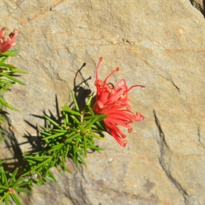 Grevillea sp. (Grevillea) at Wamboin, NSW - 30 Sep 2018 by natureguy