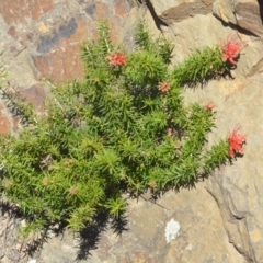 Grevillea sp. at Wamboin, NSW - 30 Sep 2018 01:05 PM