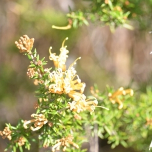 Grevillea sp. at Wamboin, NSW - 30 Sep 2018 01:06 PM