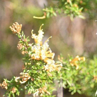 Grevillea sp. (Grevillea) at Wamboin, NSW - 30 Sep 2018 by natureguy