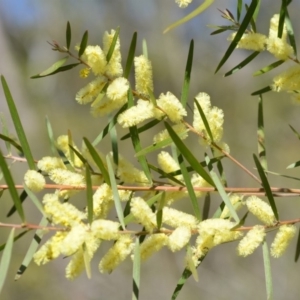 Acacia floribunda at Wamboin, NSW - 30 Sep 2018 01:08 PM