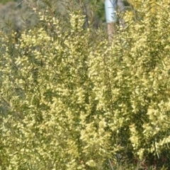 Acacia floribunda at Wamboin, NSW - 30 Sep 2018 01:08 PM