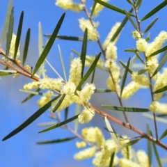 Acacia floribunda at Wamboin, NSW - 30 Sep 2018