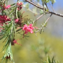 Grevillea sp. (Grevillea) at Wamboin, NSW - 30 Sep 2018 by natureguy