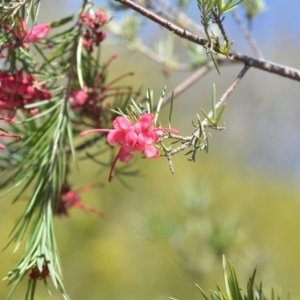 Grevillea sp. at Wamboin, NSW - 30 Sep 2018 01:09 PM