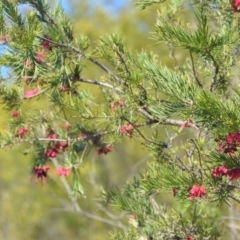 Grevillea sp. at Wamboin, NSW - 30 Sep 2018 01:09 PM