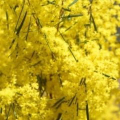 Acacia boormanii (Snowy River Wattle) at QPRC LGA - 30 Sep 2018 by natureguy