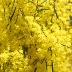 Acacia boormanii at Wamboin, NSW - 30 Sep 2018