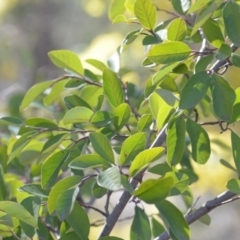 Cotoneaster glaucophyllus (Cotoneaster) at QPRC LGA - 30 Sep 2018 by natureguy