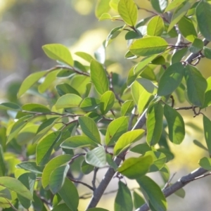 Cotoneaster glaucophyllus at Wamboin, NSW - 30 Sep 2018 01:12 PM