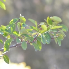 Cotoneaster glaucophyllus at Wamboin, NSW - 30 Sep 2018