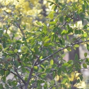 Cotoneaster glaucophyllus at Wamboin, NSW - 30 Sep 2018 01:12 PM