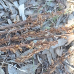 Orobanche minor (Broomrape) at QPRC LGA - 30 Sep 2018 by natureguy