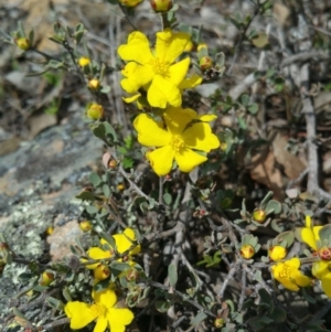 Hibbertia obtusifolia at Wallaroo, NSW - 25 Oct 2018