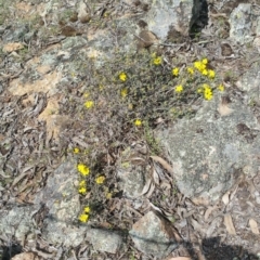 Hibbertia obtusifolia at Wallaroo, NSW - 25 Oct 2018