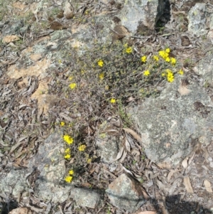 Hibbertia obtusifolia at Wallaroo, NSW - 25 Oct 2018