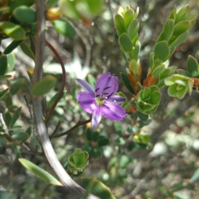 Thysanotus patersonii (Twining Fringe Lily) at Wallaroo, NSW - 25 Oct 2018 by nath_kay