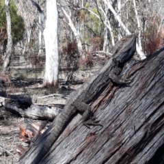 Pogona barbata (Eastern Bearded Dragon) at Bruce, ACT - 25 Oct 2018 by Docugel