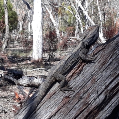 Pogona barbata (Eastern Bearded Dragon) at Black Mountain - 25 Oct 2018 by Docugel