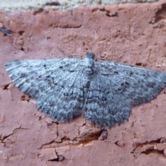 Boarmiini (tribe) (Unidentified Looper moth (Ennominae)) at Flynn, ACT - 20 Oct 2018 by Christine
