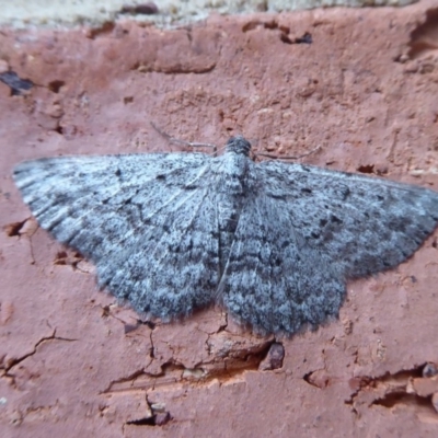 Boarmiini (tribe) (Unidentified Looper moth) at Flynn, ACT - 20 Oct 2018 by Christine
