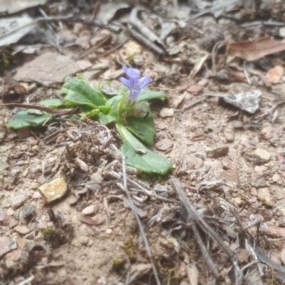 Ajuga australis (Austral Bugle) at Primrose Valley, NSW - 24 Oct 2018 by purple66