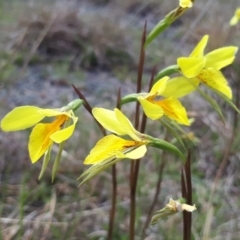 Diuris amabilis (Large Golden Moth) at QPRC LGA - 24 Oct 2018 by purple66