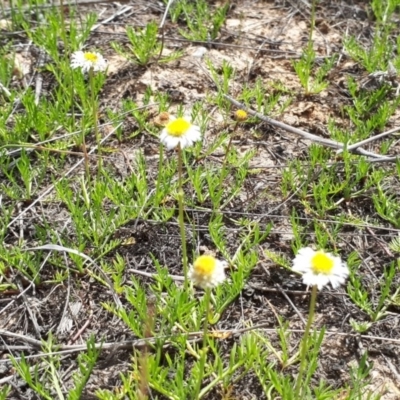 Calotis anthemoides (Chamomile Burr-daisy) at Bungendore, NSW - 24 Oct 2018 by purple66