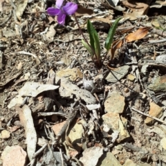 Viola betonicifolia (Mountain Violet) at QPRC LGA - 24 Oct 2018 by purple66