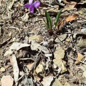 Viola betonicifolia at Primrose Valley, NSW - 24 Oct 2018