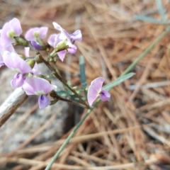 Glycine clandestina (Twining Glycine) at Isaacs, ACT - 26 Oct 2018 by Mike