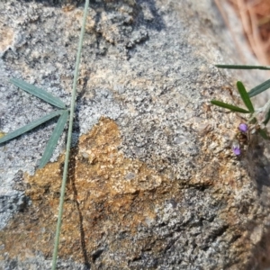 Glycine clandestina at Isaacs Ridge - 26 Oct 2018