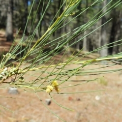 Acacia (genus) (A Wattle) at Isaacs, ACT - 26 Oct 2018 by Mike