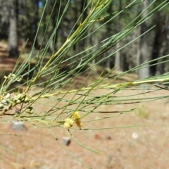 Acacia sp. (A Wattle) at Isaacs, ACT - 26 Oct 2018 by Mike