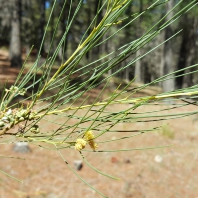 Acacia (genus) (A Wattle) at Isaacs, ACT - 26 Oct 2018 by Mike