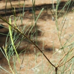 Acacia sp. at Isaacs, ACT - 26 Oct 2018 02:48 PM