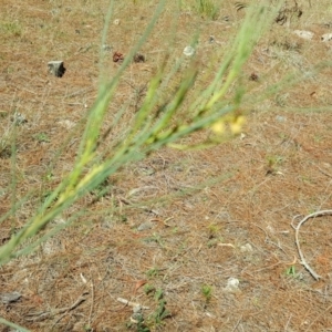 Acacia sp. at Isaacs, ACT - 26 Oct 2018 02:48 PM