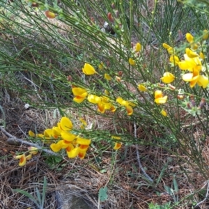 Cytisus scoparius subsp. scoparius at Isaacs, ACT - 26 Oct 2018 02:37 PM