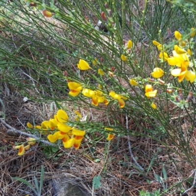 Cytisus scoparius subsp. scoparius (Scotch Broom, Broom, English Broom) at Isaacs, ACT - 26 Oct 2018 by Mike