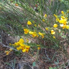 Cytisus scoparius subsp. scoparius (Scotch Broom, Broom, English Broom) at Isaacs, ACT - 26 Oct 2018 by Mike