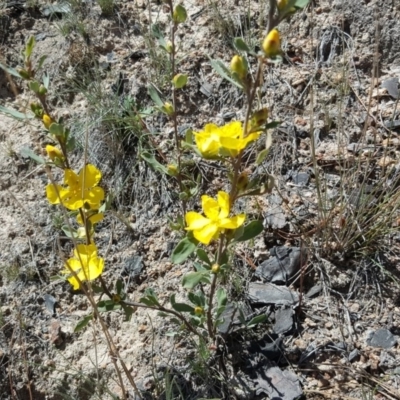 Hibbertia obtusifolia (Grey Guinea-flower) at Isaacs Ridge and Nearby - 26 Oct 2018 by Mike