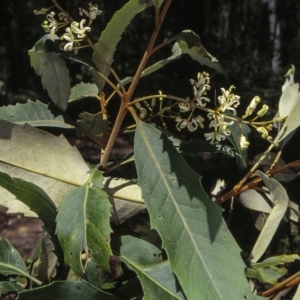 Lomatia fraseri at Araluen, NSW - 31 Dec 1999