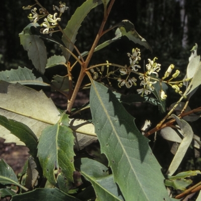 Lomatia fraseri (Silky Lomatia, Tree Lomatia, Forest Lomatia) at QPRC LGA - 30 Dec 1999 by BettyDonWood