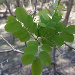 Robinia pseudoacacia at Isaacs Ridge - 26 Oct 2018 03:37 PM