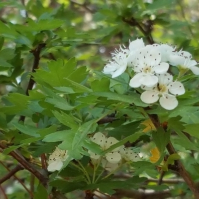 Crataegus monogyna (Hawthorn) at Isaacs Ridge - 26 Oct 2018 by Mike